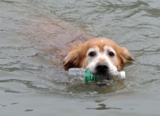 Este perro ha limpiado la basura de un río en China por 10 años