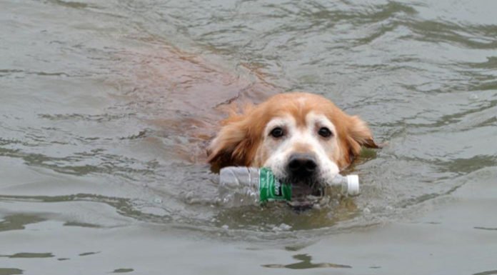 Este perro ha limpiado la basura de un río en China por 10 años