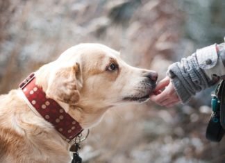 ¡Cuidado con el estrés! Podrías contagiar a tu perro