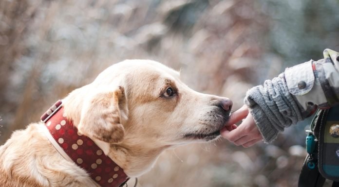 ¡Cuidado con el estrés! Podrías contagiar a tu perro