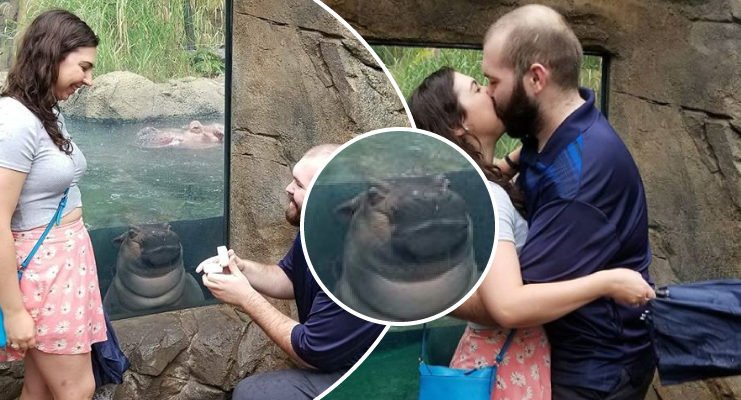 Una hipopótamo ‘photoboomea’ propuesta en un zoológico; ¡se robó la atención de todo Internet!