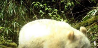 Panda Albino es captado por primera vez en la historia