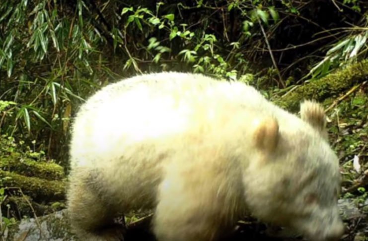 Panda Albino es captado por primera vez en la historia
