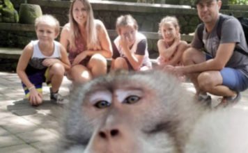 Mono de Bali se toma peculiar selfie con una familia australiana