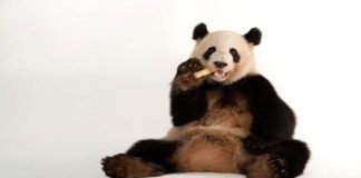 El panda gigante sale de la lista de animales en peligro de extinción