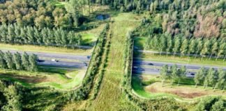 Holanda ya tiene 600 puentes verdes para que los animales crucen las autopistas de forma segura