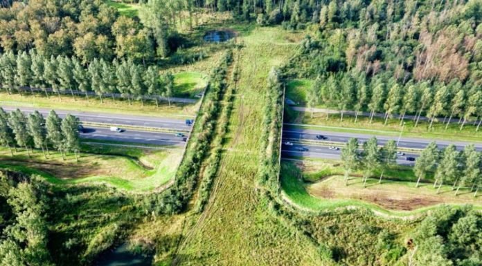 Holanda ya tiene 600 puentes verdes para que los animales crucen las autopistas de forma segura