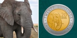 Kenia sustituye a los políticos por animales africanos en sus nuevas monedas