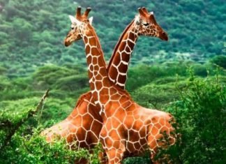 Ahora las jirafas también se suman a la lista de animales en peligro de extinción
