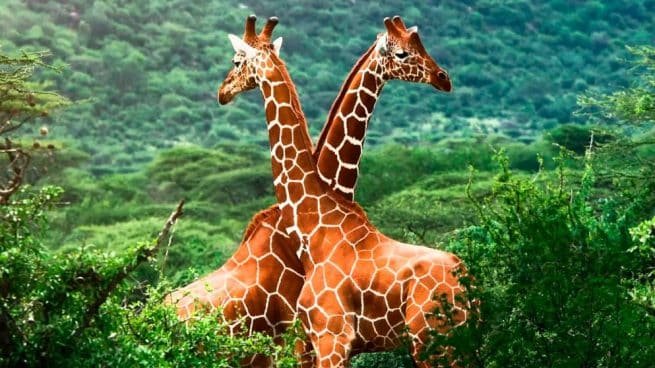 Ahora las jirafas también se suman a la lista de animales en peligro de extinción