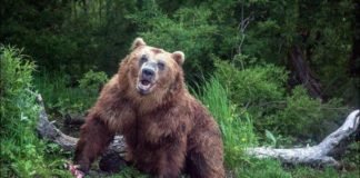 Pilotos adoptaron a un oso que era incapaz de vivir en la naturaleza, el cual se acostumbró a la vida en el aeropuerto