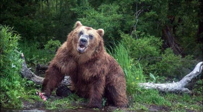 Pilotos adoptaron a un oso que era incapaz de vivir en la naturaleza, el cual se acostumbró a la vida en el aeropuerto