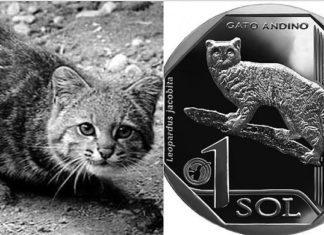 ¿Cómo se ven los animales silvestres en las monedas de colección del BCR?