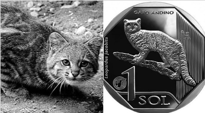 ¿Cómo se ven los animales silvestres en las monedas de colección del BCR?