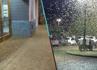 Saltamontes invadieron Las Vegas y son tantos que pueden ser vistos desde el espacio