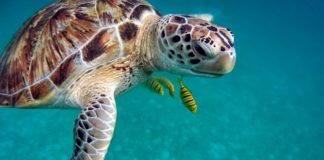Hospedaje gratis y todo incluido en un lujoso hotel, a cambio de cuidar tortugas ¿Quién dice yo?