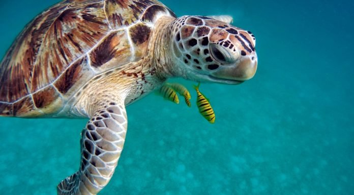Hospedaje gratis y todo incluido en un lujoso hotel, a cambio de cuidar tortugas ¿Quién dice yo?