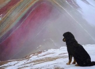 Doc, el perrito que se gana la vida siendo guía en la montaña de 7 colores en Perú