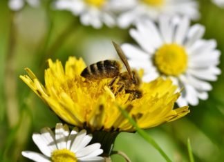 Ciudad holandesa convirtió 320 paradas de autobús en “paradas de abejas” para ayudar a que se reproduzcan