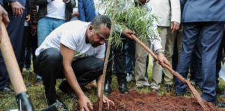 Etiopía siembra 350 millones de árboles en 12 horas para combatir la deforestación