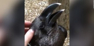 ¿Es esto un ave o un conejo?