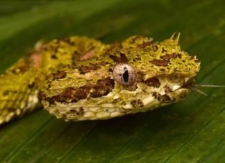 Docenas de criaturas que se creían extintas son descubiertas en una ciudad perdida
