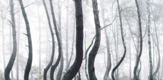 Un extraño bosque para la ciencia