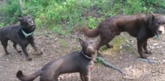 Los mejores actores: Tres perros fingieron ser estatuas ante turistas y se volvieron viral