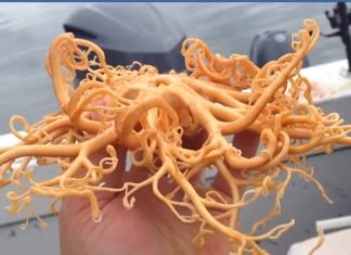 Conoce a este misterioso animal descubierto en aguas de Alaska
