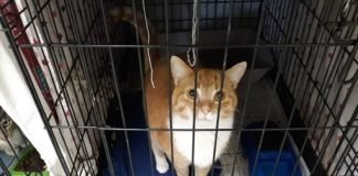 Esta ciudad estadounidense propone pagar sus multas alimentando a los gatos abandonados.