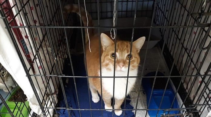 Esta ciudad estadounidense propone pagar sus multas alimentando a los gatos abandonados.