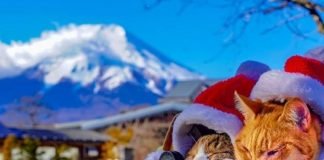 Estos dos gatos amantes de los viajes van a todas partes con su dueño