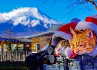 Estos dos gatos amantes de los viajes van a todas partes con su dueño