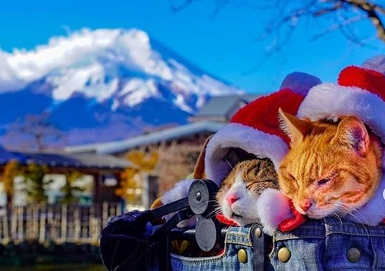 Estos dos gatos amantes de los viajes van a todas partes con su dueño