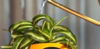 Lua es una maceta personalizada que te informará lo que necesita tu planta