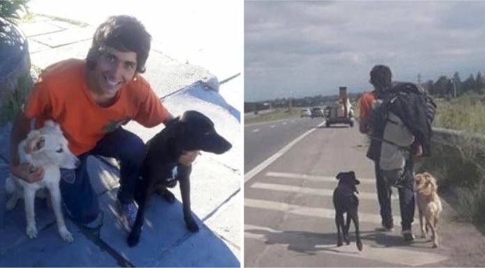 Adoptó dos perros en Chile y ningún bus quiso llevarlo. No los abandonó y regresó caminando a Mendoza