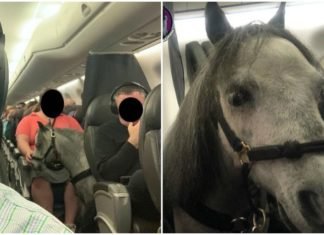 Pony sorprende a pasajeros al viajar en la cabina