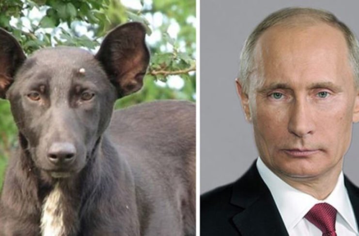 10 perros que son idénticos a estas celebridades
