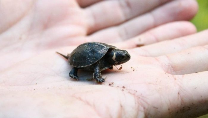 Especie de tortuga que se creía extinta, renace en un templo hindú de la India