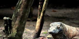 Los turistas deberán de pagar $ 1,000 para ingresar a ver al dragón de Komodo