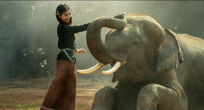 Prohiben los paseos en elefante en Cambodia y el mundo celebra