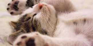 El trabajo soñado: empresa solicita personas para abrazar gatos y darle mucho amor