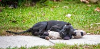 La foto viral del perrito sin hogar que se aferraba a su oso de peluche