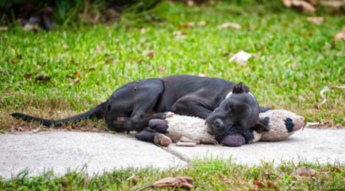 La foto viral del perrito sin hogar que se aferraba a su oso de peluche