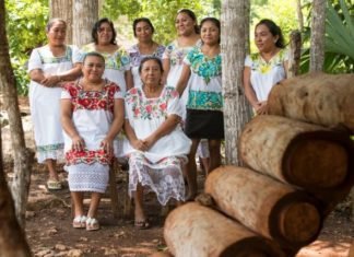 Mujeres mayas salvan a las abejas y se empoderan
