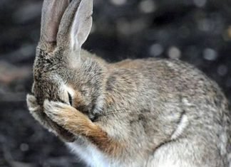 El conejo es ahora una especie en peligro de extinción, según la Lista Roja de UICN