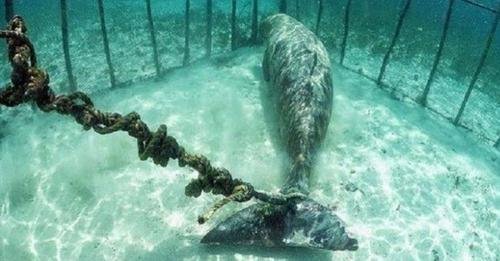 Descubren «prisiones submarinas» donde mantenían encerradas a más de 100 ballenas