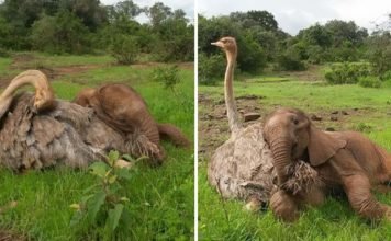 Elefante huérfano se acurruca a diario junto a un avestruz. Perdió a su madre, pero ganó una amiga