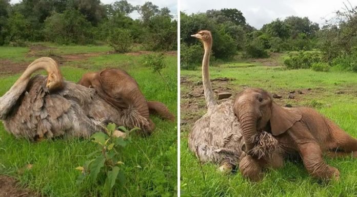 Elefante huérfano se acurruca a diario junto a un avestruz. Perdió a su madre, pero ganó una amiga