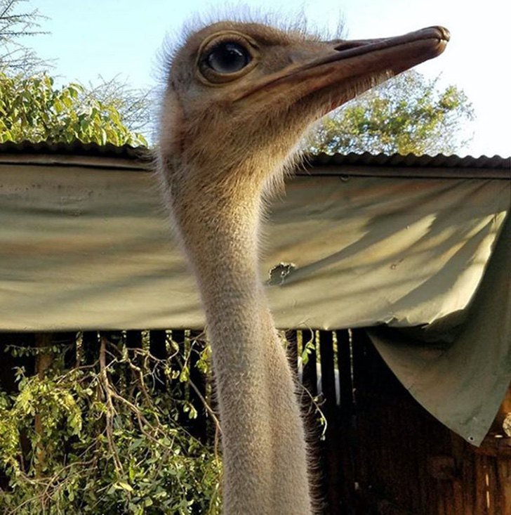 David Sheldrick Wildlife Trust